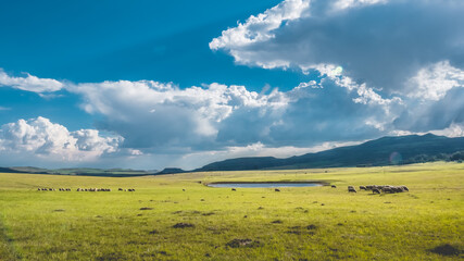 Sheep grazing with clouds and sky