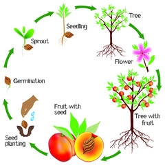 Wall Mural - Cycle of a peach plant growth isolated on white background.