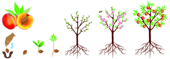 A growth cycle of a peach plant is isolated on a white background.