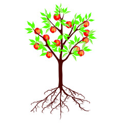 Wall Mural - Tree with peaches and roots on a white background.