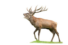 Dominant Red Deer, Cervus Elaphus, Stag With Massive Antlers Roaring In Rutting Season Isolated On White Background. Territorial Male Mammal Calling With Open Mouth And Challenging Opponents