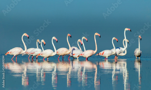 Dekoracja na wymiar  dzikie-ptaki-afrykanskie-grupa-ptakow-rozowych-afrykanskich-flamingow-spacerujacych-po-blekitnej-lagunie