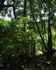 Few Amount of Sunshine Are Coming Through The Very Dense Green Forest Near Mawsmai Cave In Meghalaya In India