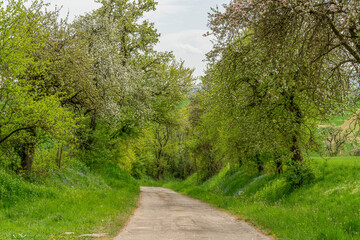 Wall Mural - idyllic rural road