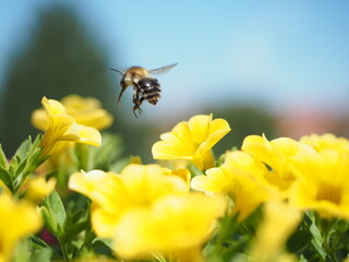 bee on flower