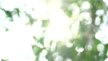 Poster - Blurred background bokeh from leaves and sunlight. Nature view of green leaf on blurred greenery background in garden with copy space, Green fresh nature wallpaper concept.