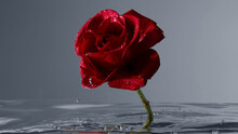 Red Rose Blooms Under Water Upside Down Image