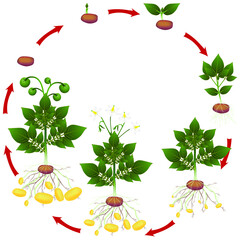 Wall Mural - Life cycle of potato plant on a white background.