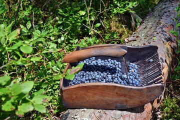 Special comb to picking blueberries