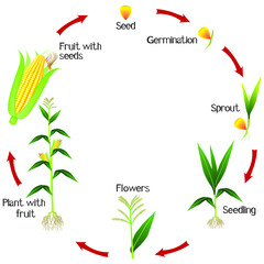 Wall Mural - A growth cycle of a corn plant on a white background.