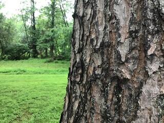 Wall Mural - Tree bark