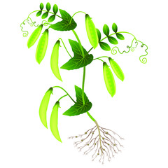 Wall Mural - Plant of peas with pods on a white background.