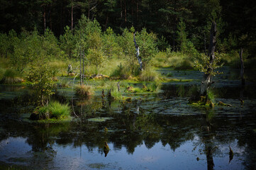 Poster - Fresh green grass and vegetation in the marshlands with water reflection