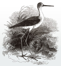 Black-winged Stilt, Himantopus In Side View Standing On A Shore Of A Water, After An Antique Illustration From The 19th Century