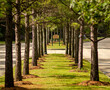 Symmetric row of trees in center median at the entrance of a neighborhood in Conroe, TX.