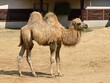Domestic bactrian camel (Camelus bactrianus). Calf