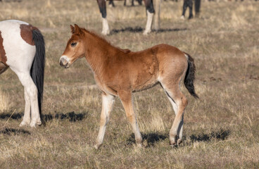 Canvas Print - Wild Horse Foal in the Utah Desert