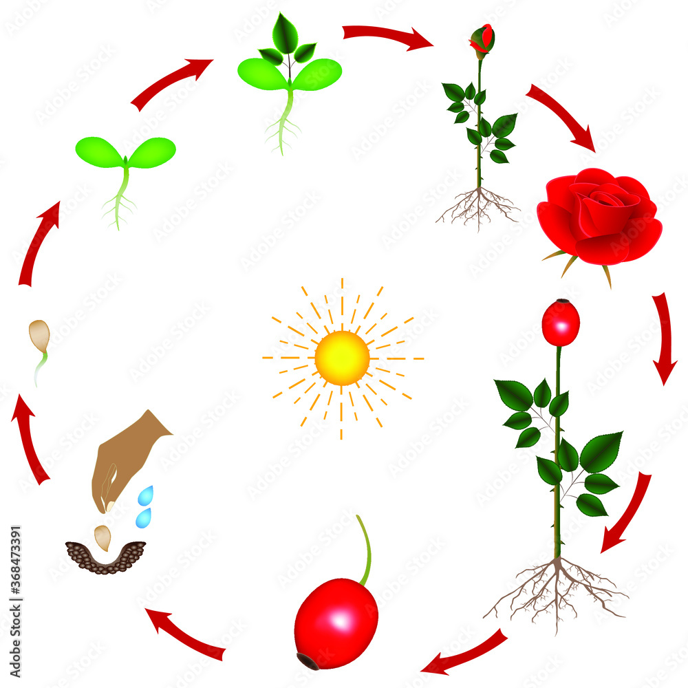 The life cycle of a rose plant on a white background. Stock Vector 