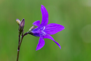 Wall Mural - Campanula patula or spreading bellflower is a plant species of the family Campanulaceae. Spreading bellflower (Campanula patula) in the summer meadow. 