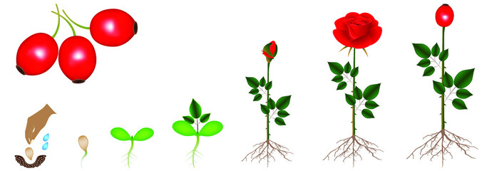 Poster - Cycle of rose plant growth, isolated on white background.