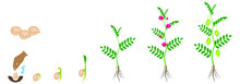 Cycle Of Growth Of A Chickpea Plant Isolated On A White Background.