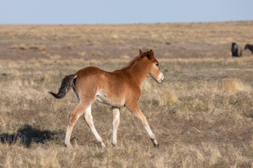 Sticker - Wild Horse Foal in the Utah Desert