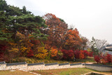 Fototapeta  - Majestic colorful tree,red and orange autumn leaves.