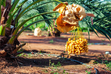 Wall Mural - Bunch of Fresh Yellow Date Fruit hanging on Date Fruit Palm tree in the garden.