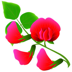 Wall Mural - Flowers beans with leaves isolated on white background.