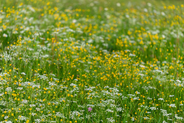 Wall Mural - Big wide lush green meadow is covered with a carpet of colorful wild flowers. Carpet of wild flowers in the meadows. Summer concept.