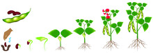 Cycle Of Growth Of A Bean Plant Isolated On A White Background.