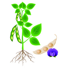Wall Mural - Soybean plant with a pod and flower on a white background.