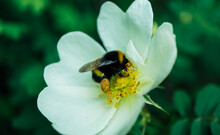 Honey Bee In A White Rose Flower Collecting Pollen