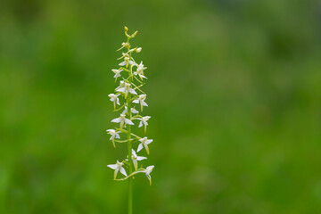 wild orchid (Platanthera bifolia) commonly known as the Lesser Butterfly-orchid. Platanthera bifolia, commonly known as the lesser butterfly-orchid is a species of orchid in the genus Platanthera.