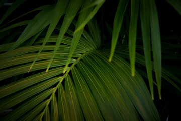 Tropical palm tree leaves background