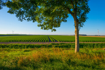 Wall Mural - Vegetables in an agricultural field in the countryside under a blue cloudy sky in sunlight in summer, Almere, Flevoland, The Netherlands, July 31, 2020
