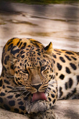 Beautiful spotted leopard with a predatory look