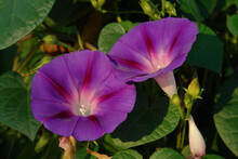 Bright Trumpet-shaped Purple Flowers Of Ipomoea Purpurea (common Morning-glory, Tall Morning-glory, Or Purple Morning Glory) In The Garden