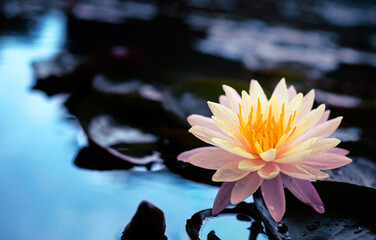 Wall Mural - beautiful lotus flower is complimented by the rich colors of the deep blue water surface.