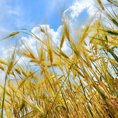 Ears of wheat against the blue sky.