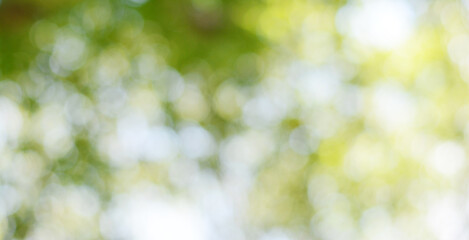 Sticker - spring bokeh nature abstract background green leaves blurred, beautiful in the spring or summer, are
