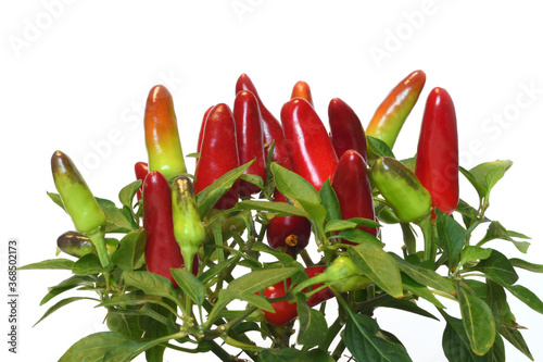 Fotomural Acapulco Red Ornamental Pepper isolated on white background