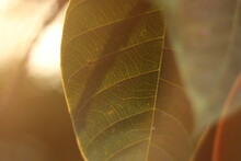 Close Up Of Yellow Leaf