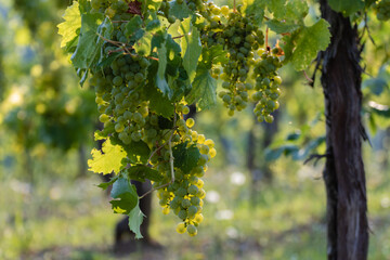  Closeup of yellow almost ripe grape in the European vineyard. 