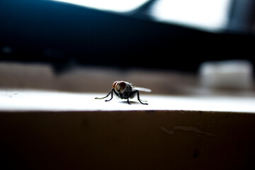 fly