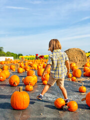 miami, fl / usa - october 18, 2019: boy walks through pumkin patch at burr's berry farm in homestead