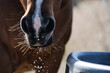 Brown horse head of bay mare with water dripping from face, animal hydration concept.