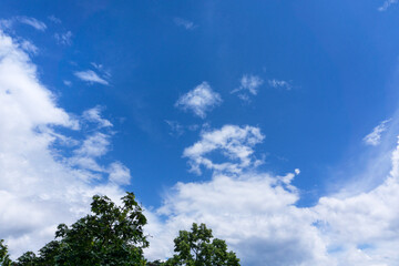 sky and tree background 