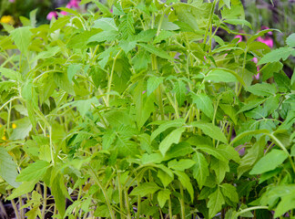 Naklejka na meble Growing environmentally friendly products in agricultural beds in the open field.