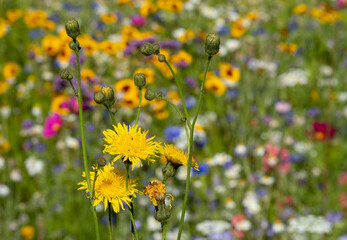 Wall Mural - Variety of colourful wild flowers in bloom outside Saville Garden, Egham, Surrey, UK